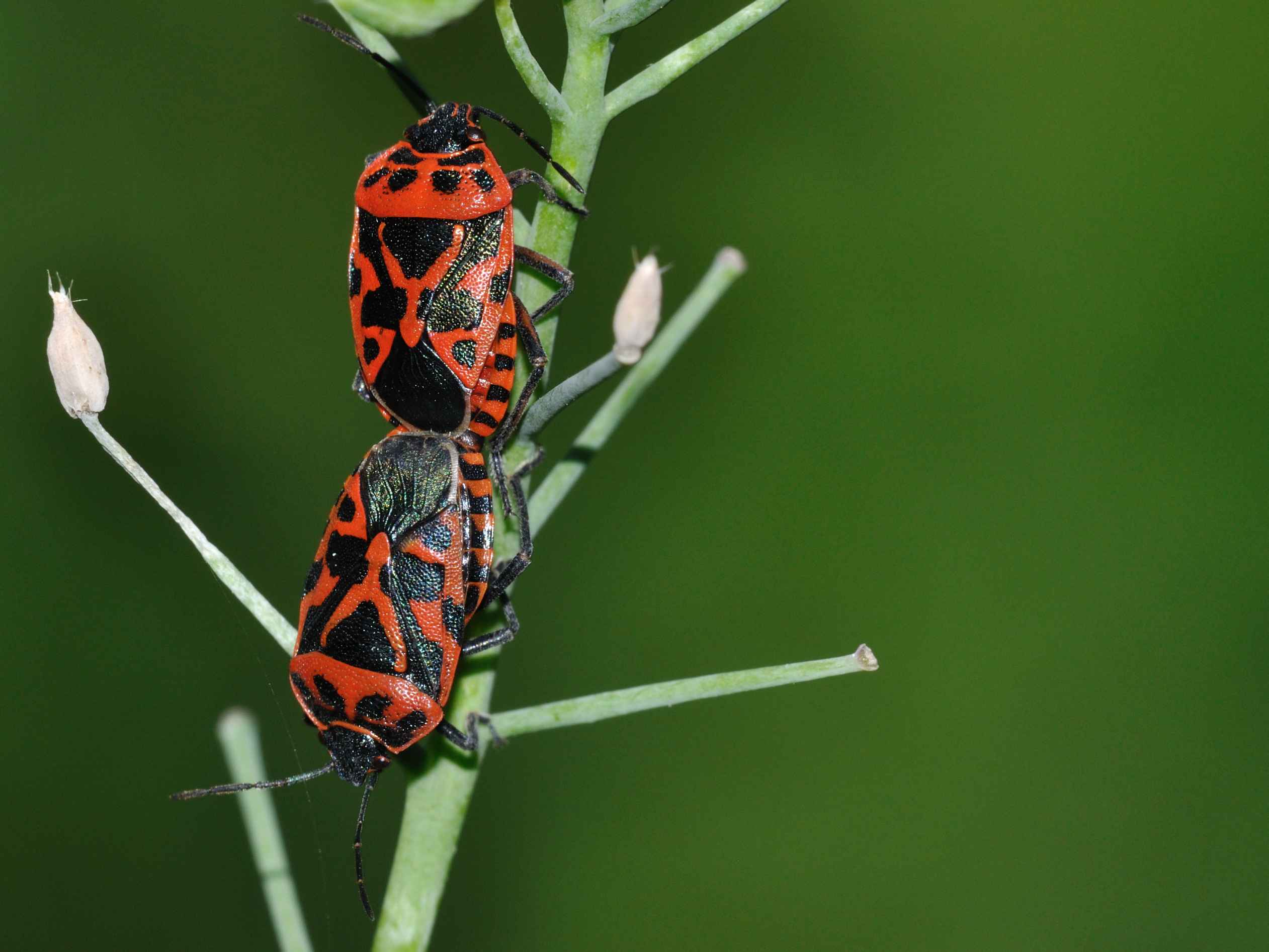 Pentatomidae: Eurydema ventralis dell''Abruzzo (AQ)